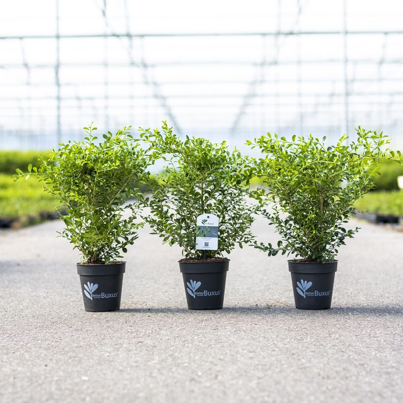 Buis - Buxus Betterbuxus Skylight (Porto)