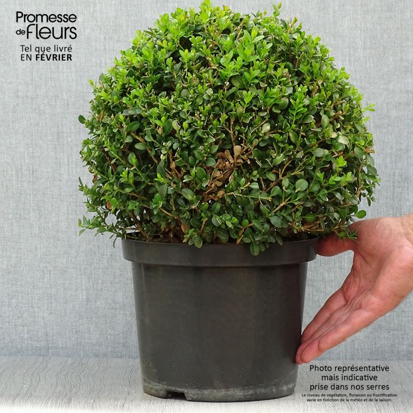 Esemplare di Buxus microphylla Faulkner - Bosso microfillo Vaso da 7,5L/10L, Palla come consegnato in autunno