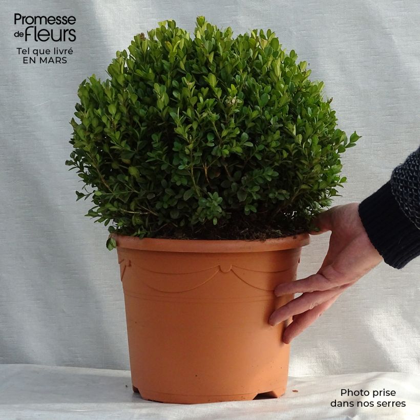 Example of Buxus microphylla Faulkner - Bosso microfillo Vaso da 7,5L/10L, Palla as you get in printemps