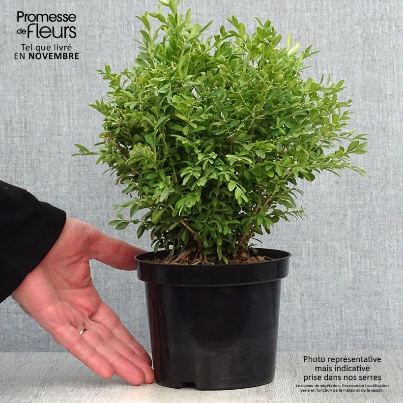 Esemplare di Buxus microphylla Rococo - Bosso microfillo Vaso da 3L/4L come consegnato in autunno