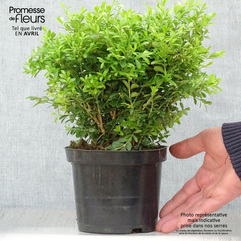 Buxus microphylla Rococo - Bosso microfillo Vaso da 3L/4L esemplare consegnato in primavera
