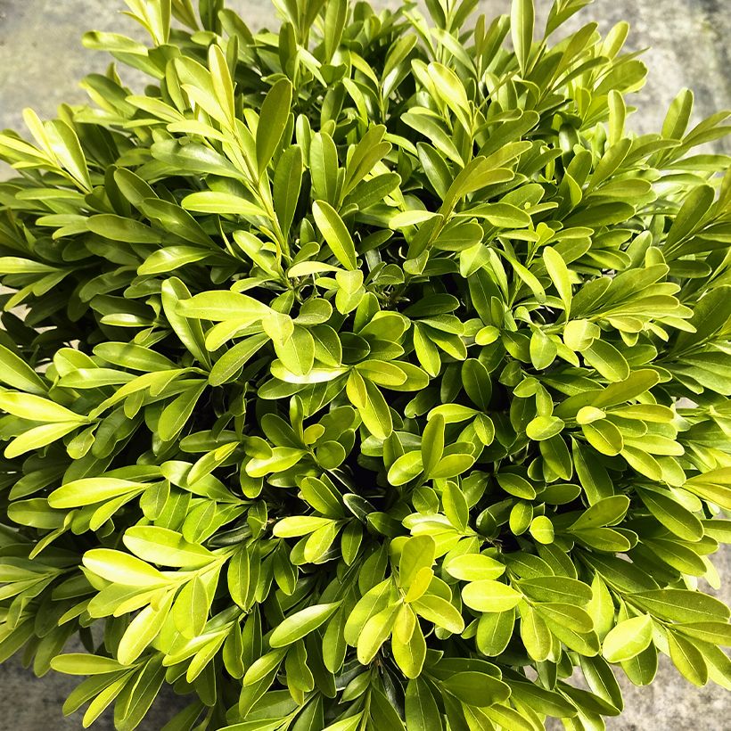 Buis - Buxus sinica var. insularis Mipo (Fogliame)