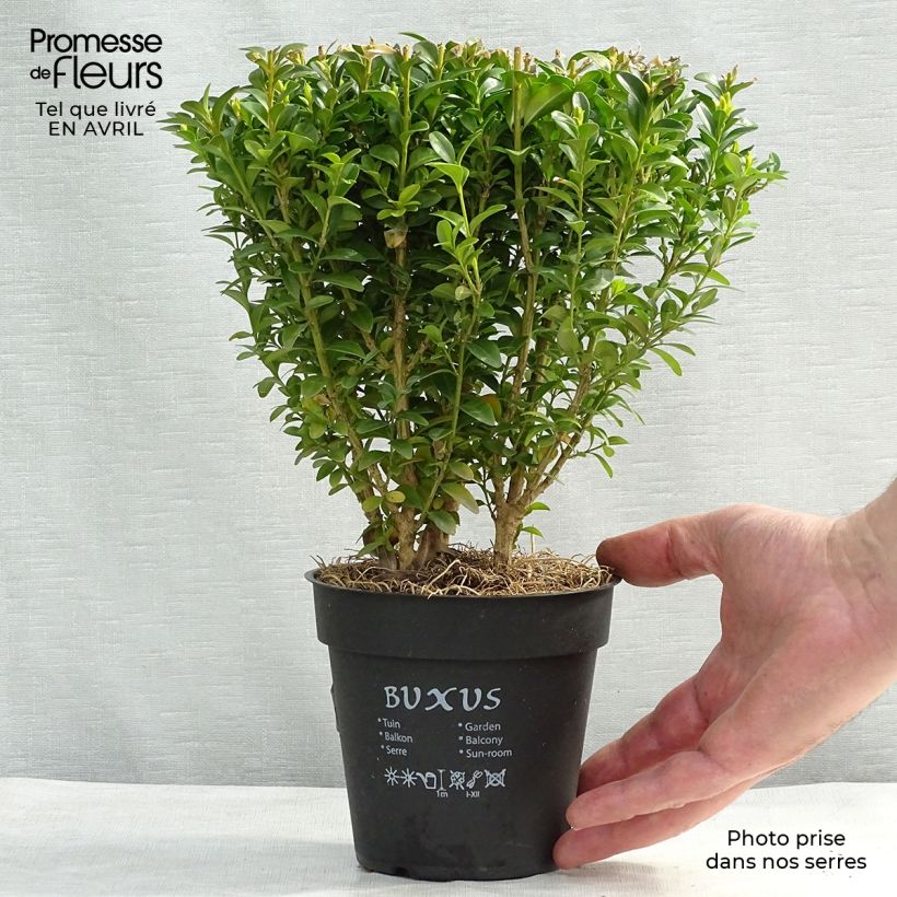 Example of Buxus sempervirens - Bosso Vaso da Ø 12 cm / 13 cm as you get in printemps
