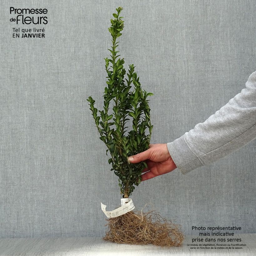 Example of Buxus sempervirens - Bosso Piante piccole a radice nuda as you get in hiver
