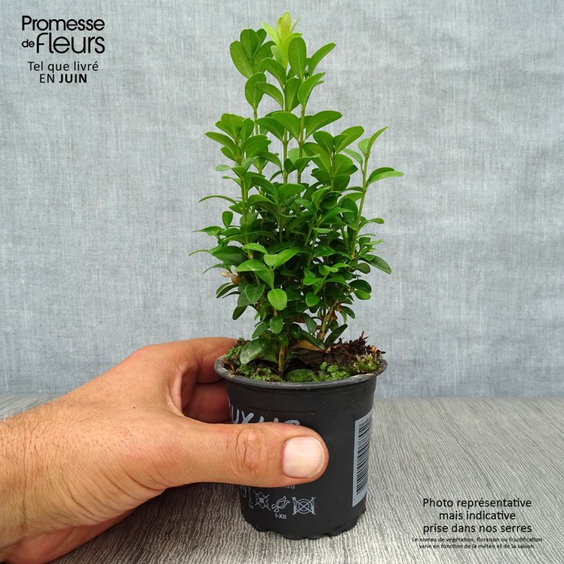 Esemplare di Buxus sempervirens - Bosso Vasetto da 8/9 cm consegnato in estate