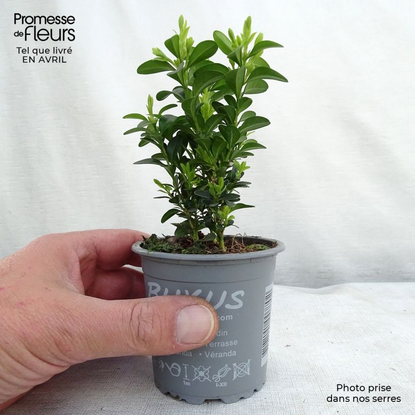 Example of Buxus sempervirens - Bosso Vasetto da 8/9 cm as you get in printemps