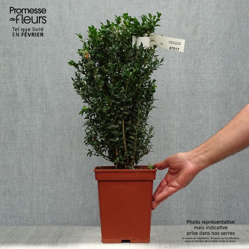 Esemplare di Buxus sempervirens - Bosso Zolla come consegnato in autunno