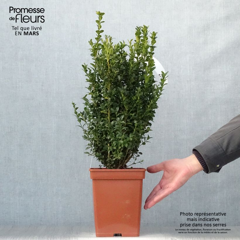 Example of Buxus sempervirens - Bosso Zolla as you get in printemps