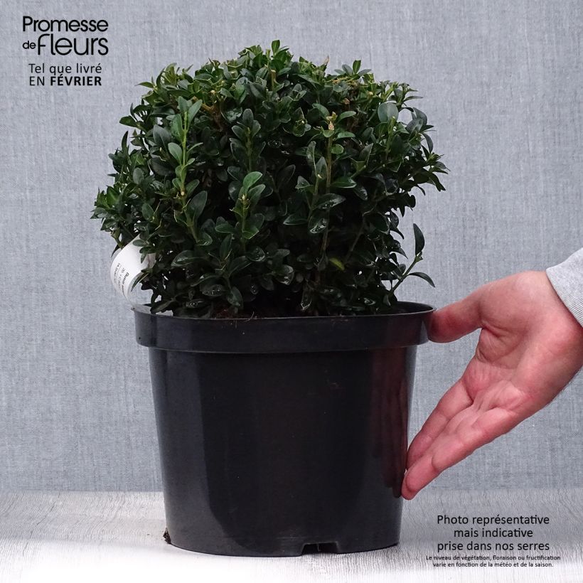 Esemplare di Buxus sempervirens - Bosso palla Vaso da 2L/3L, Palla come consegnato in autunno