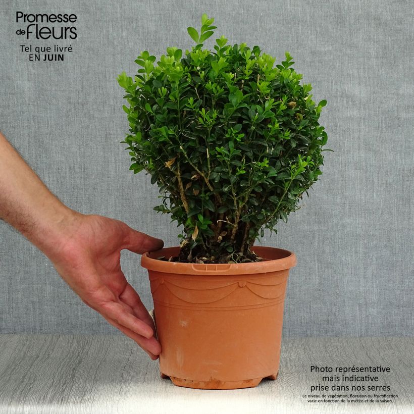 Esemplare di Buxus sempervirens - Bosso palla Vaso da 2L/3L, Palla consegnato in estate
