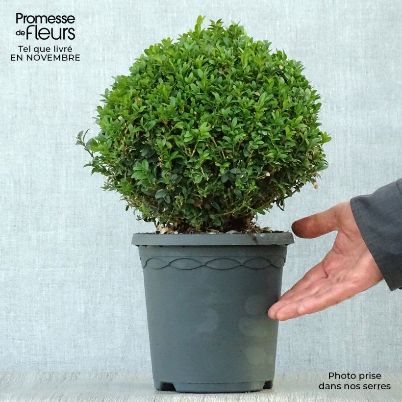 Esemplare di Buxus sempervirens - Bosso palla Vaso da 4L/5L, Palla come consegnato in autunno
