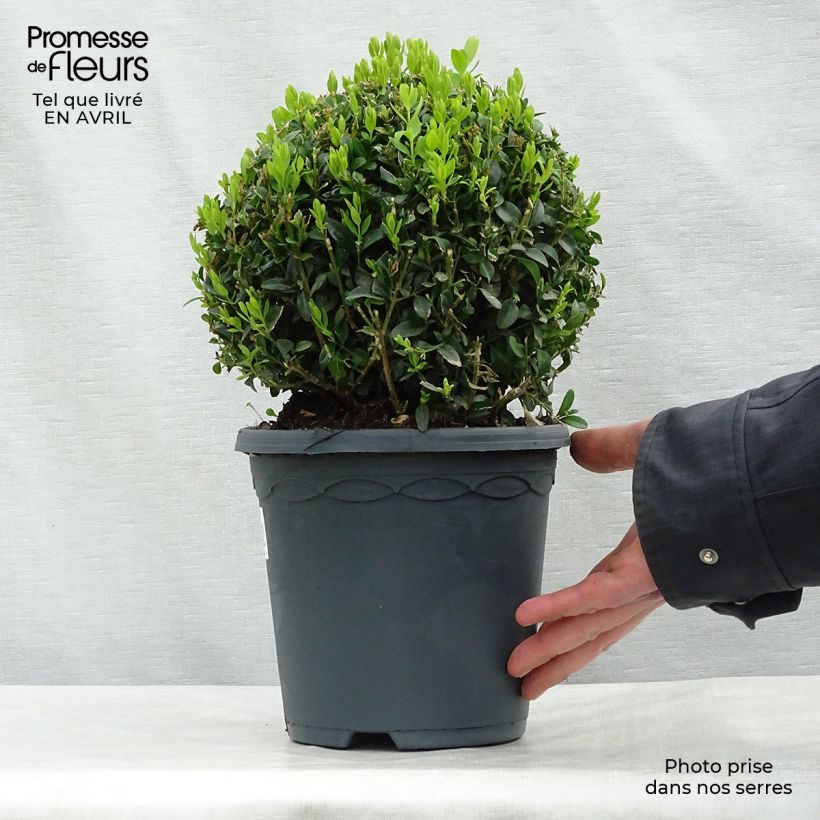 Example of Buxus sempervirens - Bosso palla Vaso da 2L/3L, Palla as you get in printemps