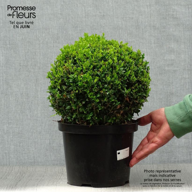 Esemplare di Buxus sempervirens - Bosso palla Vaso da 4L/5L, Palla consegnato in estate