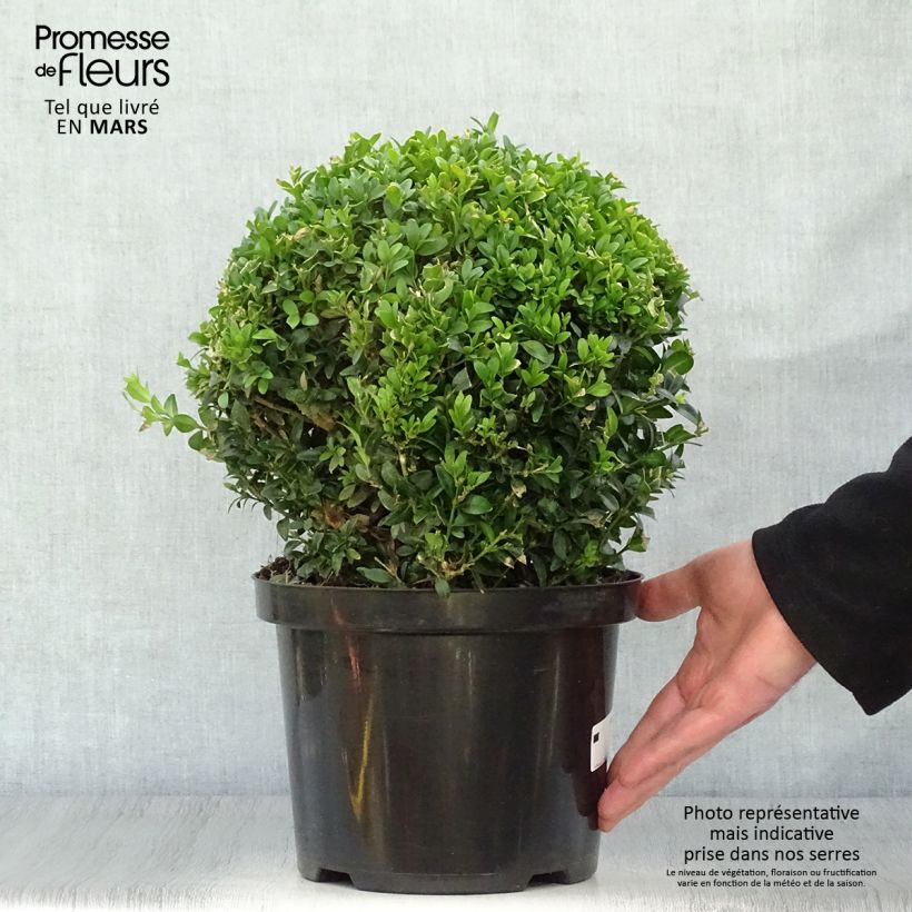 Example of Buxus sempervirens - Bosso palla Vaso da 4L/5L, Palla as you get in printemps