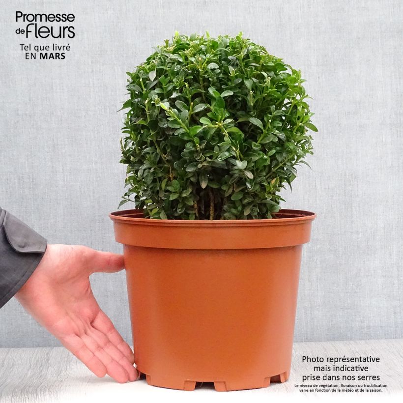 Example of Buxus sempervirens - Bosso palla Vaso da 7,5L/10L, Palla as you get in printemps
