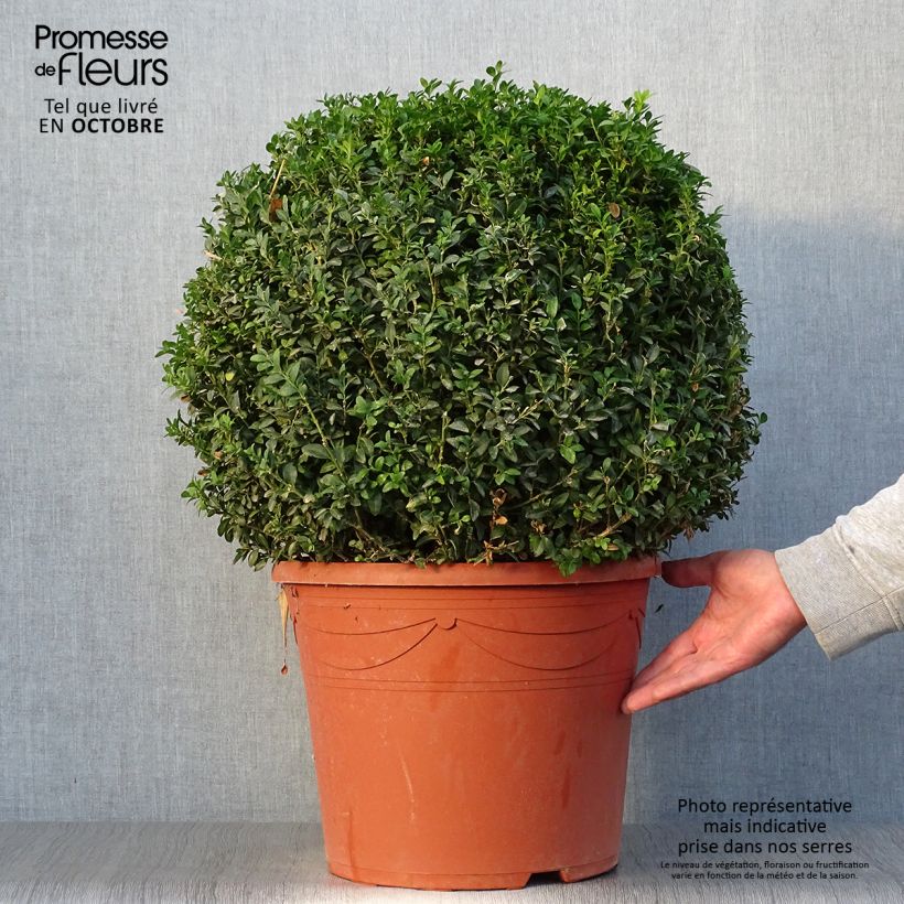 Esemplare di Buxus sempervirens - Bosso palla Vaso da 20L/25L, Palla come consegnato in autunno
