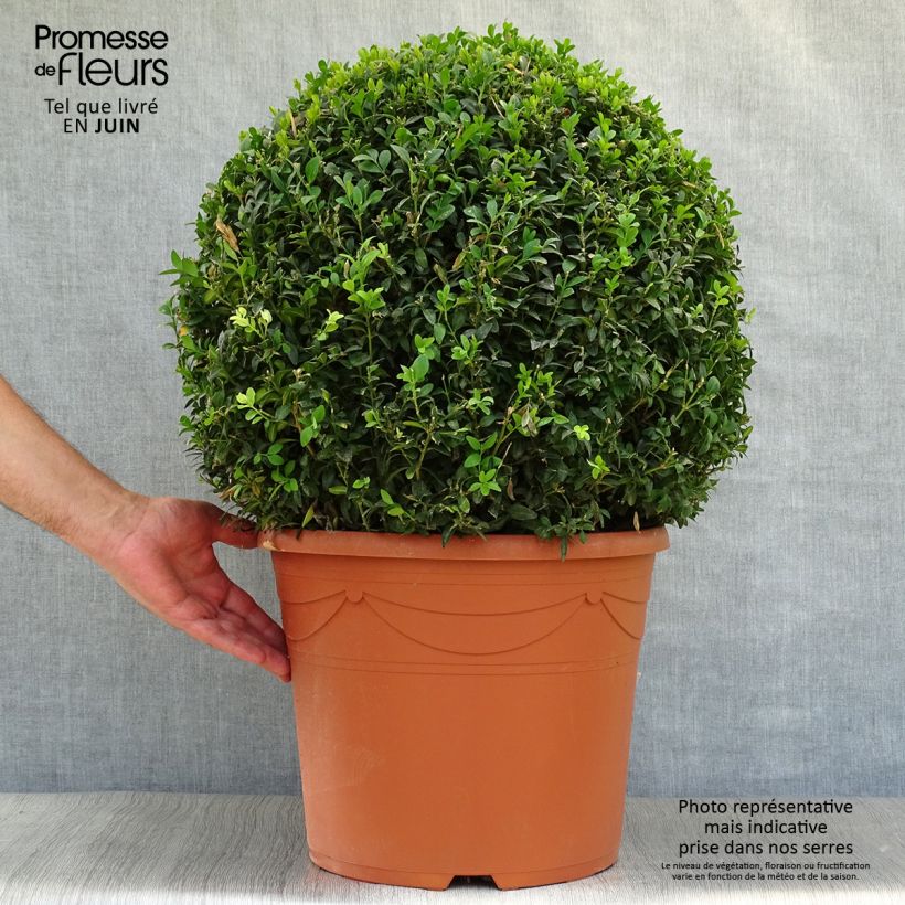 Esemplare di Buxus sempervirens - Bosso palla Vaso da 20L/25L, Palla consegnato in estate