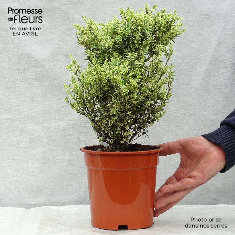 Example of Buxus sempervirens Elegans - Bosso variegato Vaso da 2L/3L as you get in printemps