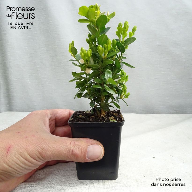 Example of Buxus sempervirens Suffruticosa - Bosso Vasetto da 8/9 cm as you get in printemps