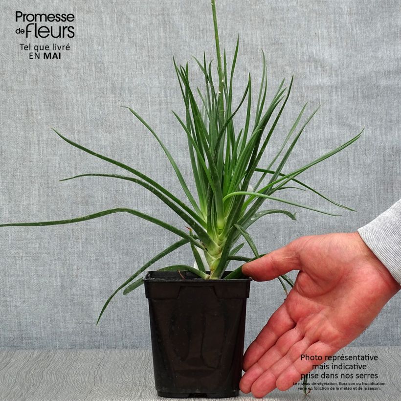 Example of Bulbine frutescens - Fiore di serpente Vaso da 1L/1,5L as you get in printemps