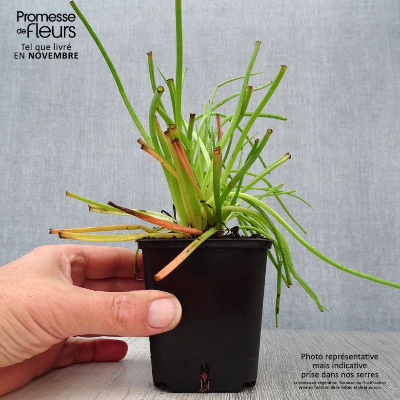Esemplare di Bulbine frutescens - Fiore di serpente Vasetto da 8/9 cm come consegnato in autunno