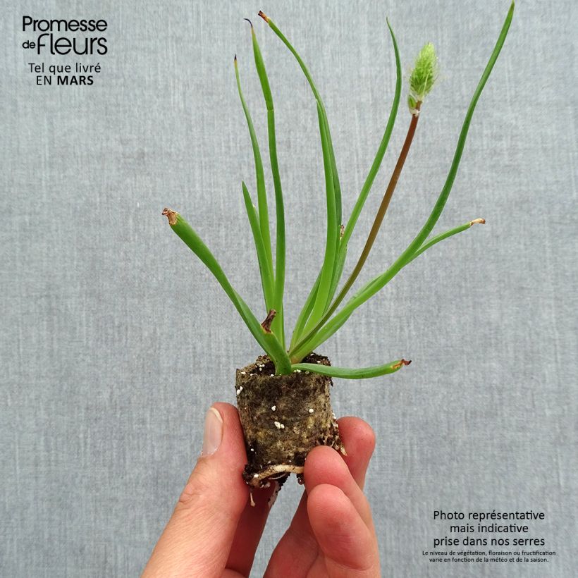 Example of Bulbine frutescens - Fiore di serpente Mini zolla Ø 1,5/2,5 cm as you get in printemps