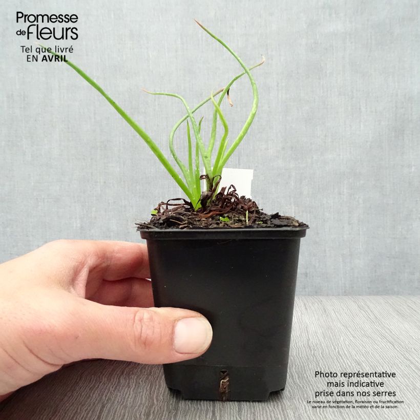 Example of Bulbine frutescens - Fiore di serpente Vasetto da 8/9 cm as you get in printemps