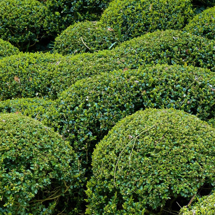 Buxus microphylla Faulkner - Bosso microfillo (Plant habit)