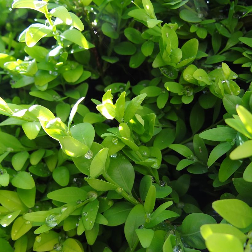 Buxus sempervirens Arborescent - Bosso (Foliage)