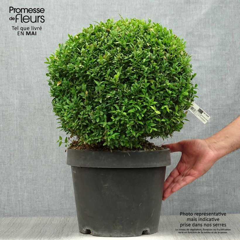 Example of Buxus sempervirens Arborescent - Bosso Vaso da 7,5L/10L as you get in printemps