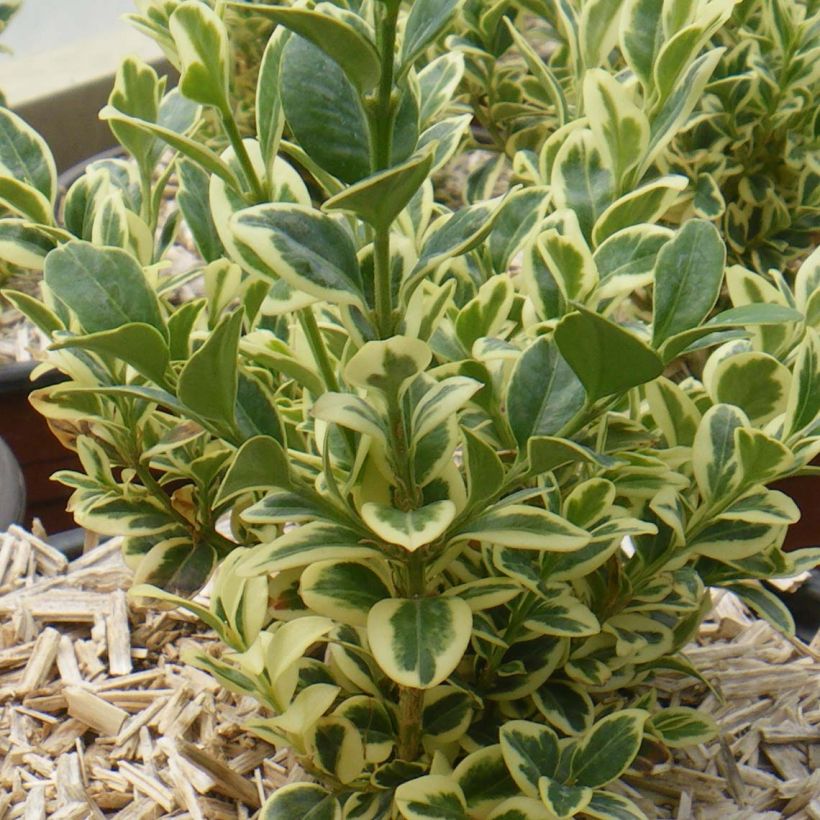 Buxus sempervirens Elegans - Bosso variegato (Plant habit)