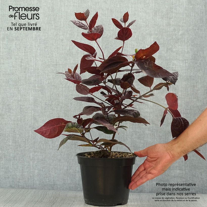 Esemplare di Calycanthus floridus var. purpureus Burgundy Spice - Calicanto d'Estate Vaso da 4L/5L come consegnato in autunno