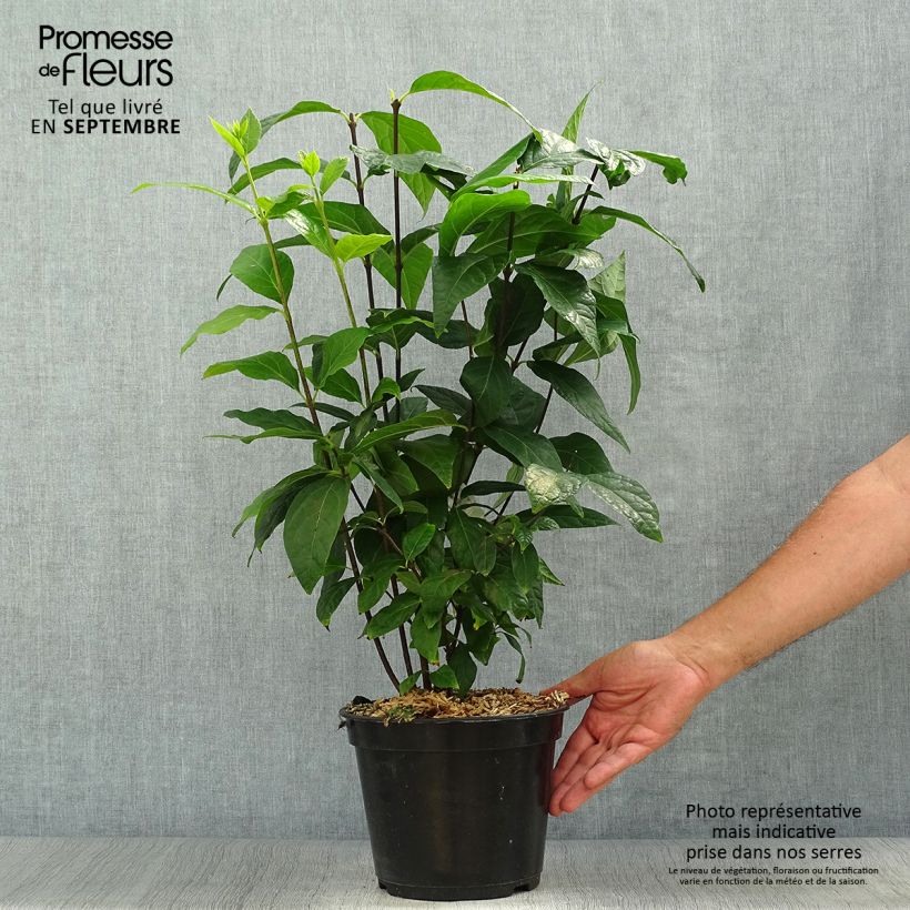Esemplare di Calycanthus floridus Michael Lindsay - Calicanto d'Estate Vaso da 4L/5L come consegnato in autunno