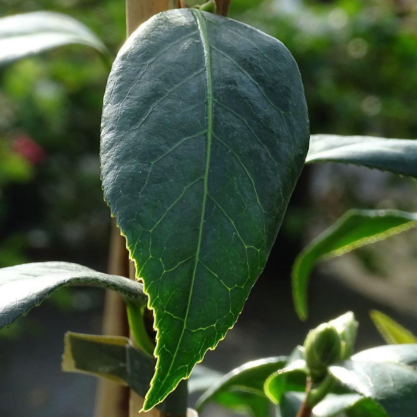 Camellia williamsii Tulip Time (Fogliame)
