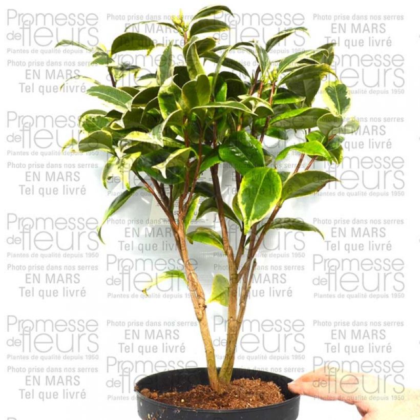 Esempio di esemplare Camélia classique - Camellia Kerguelen Pot de 4L/5L come consegnato