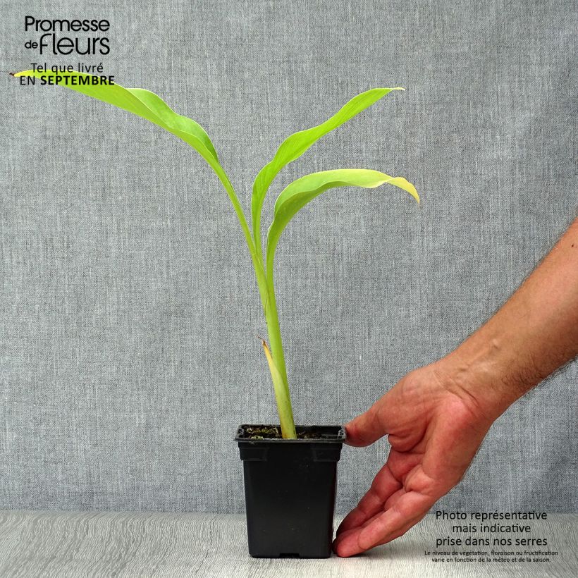 Esemplare di Canna edulis - Canna d'India Vasetto da 7/8 cm come consegnato in autunno