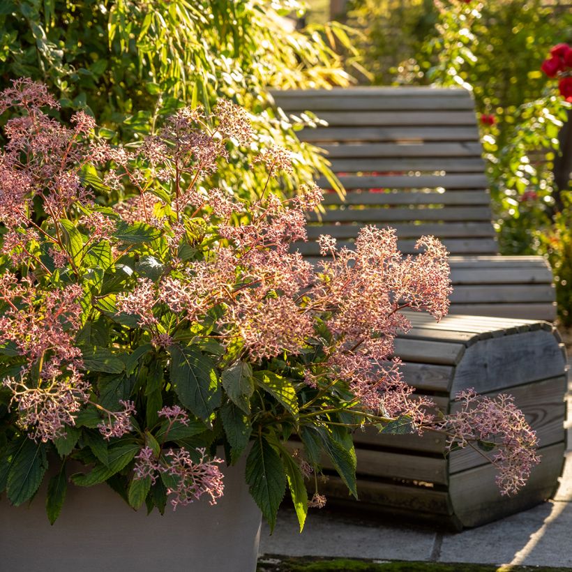 Cardiandra Bunches of the Sky (Porto)