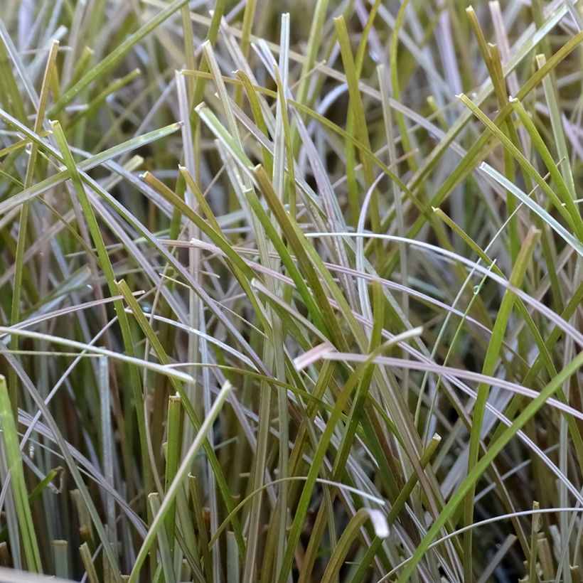 Carex flagellifera Bronzita (Foliage)