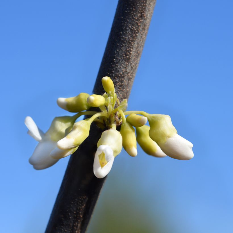 Cercis canadensis Texas White - Albero di Giuda (Fioritura)