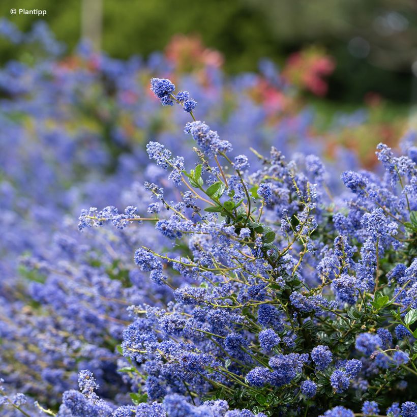 Ceanothus Pacific Wave (Flowering)