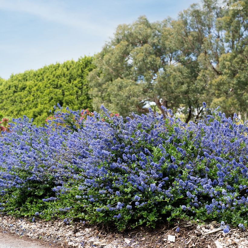 Ceanothus Pacific Wave (Plant habit)