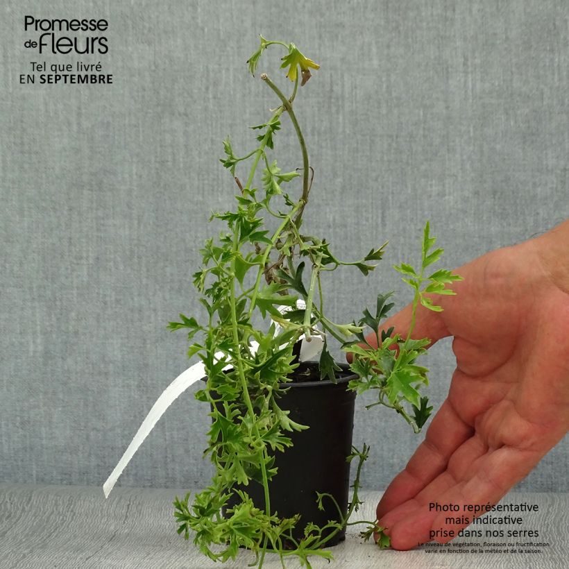 Esemplare di Clematis Early Sensation - Clematide Vasetto da 8/9 cm come consegnato in autunno