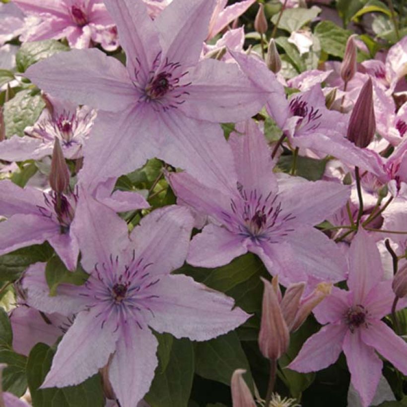 Clematis Hagley hybride - Clematide (Fioritura)