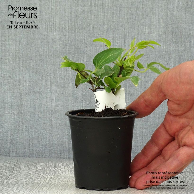 Esemplare di Clematis lanuginosa Nelly Moser - Clematide Vasetto da 8/9 cm come consegnato in autunno