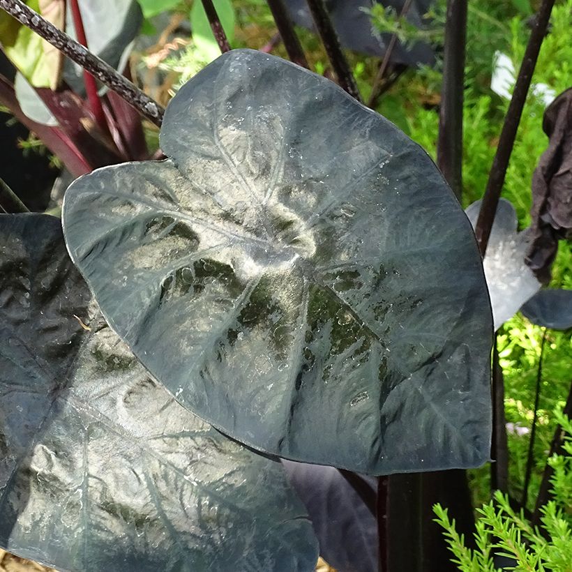 Colocasia Painted Black Gecko - Taro (Foliage)
