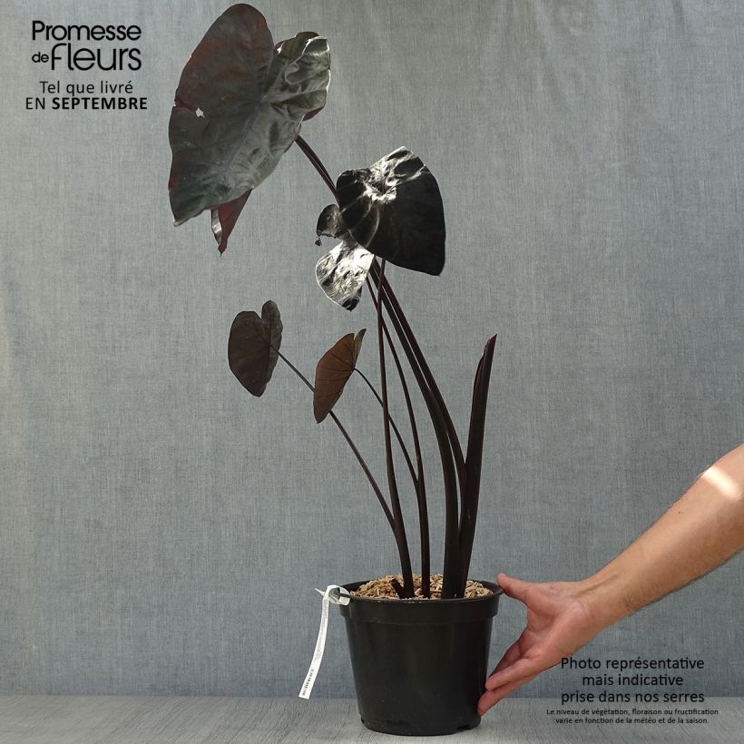 Esemplare di Colocasia Painted Black Gecko - Taro Vaso da 4L/5L come consegnato in autunno