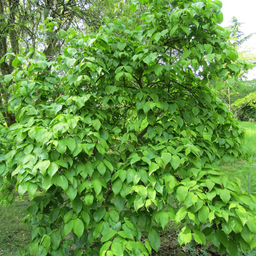 Cornus kousa Weaver's Weeping - Corniolo giapponese (Plant habit)