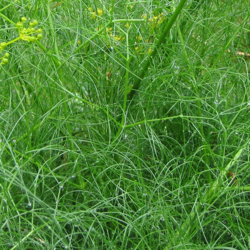 Cachrys alpina (Fogliame)