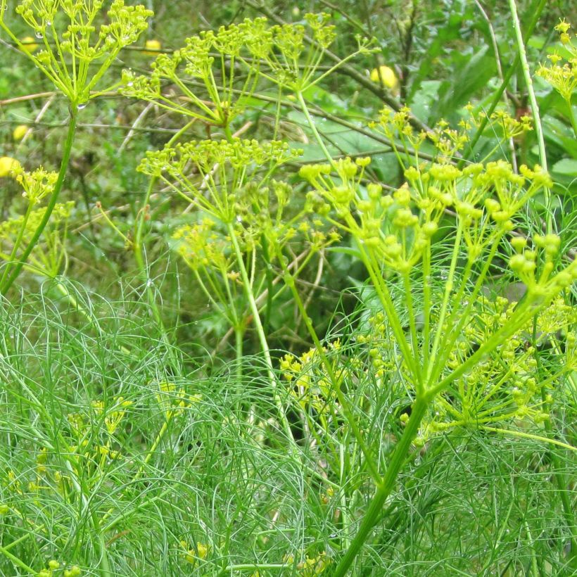 Cachrys alpina (Fioritura)