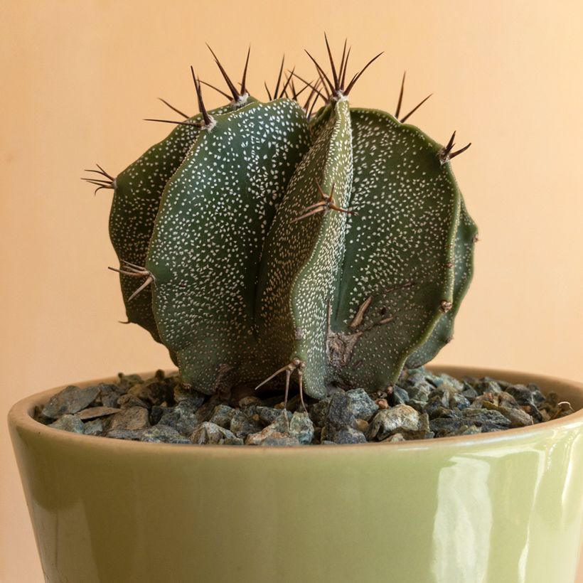 Cactus - Astrophytum ornatum (Fogliame)